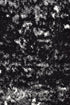 Dahlia 651 Black White Rug - Floorsome - MODERN - MILL - B651A - WHITE - BLACK - 80X150 - MODERN