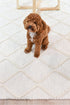 Mellura Diamond Frost Wool Rug - Floorsome - TEXTURED - ALL - DIAMOND - FROST - 155X225 - TEXTURED
