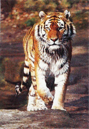 Tiger Multi Coloured Rug - Floorsome - Modern