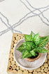 Harlo Shaggy Cream Rug - Floorsome - Shag - PARMA - A414A - GREY - 80X150 - Shag